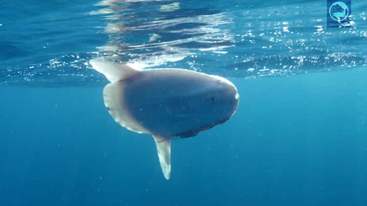 Strangely Beautiful Mola Mola Swims in the Great Bear Sea on Vimeo
