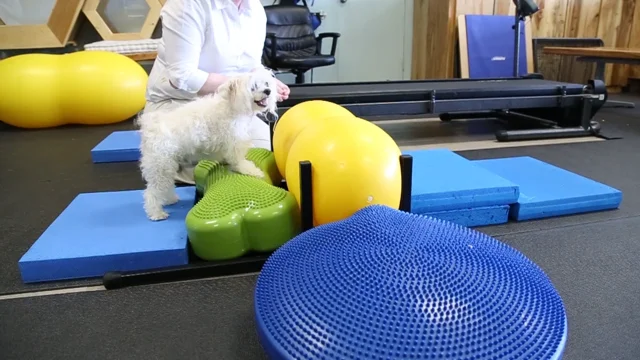 Dog Exercise Equipment  Treadmills, Exercise Balls, and Obstacle