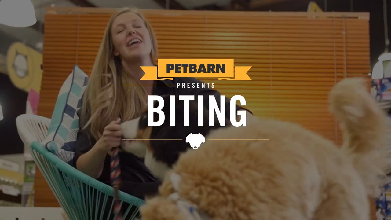 Petbarn presents- How to stop your puppy from biting