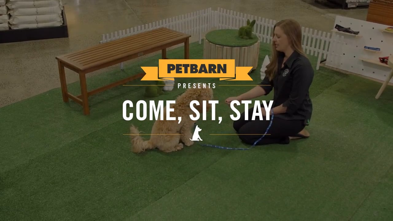Petbarn presents- Teaching your puppy basic commands