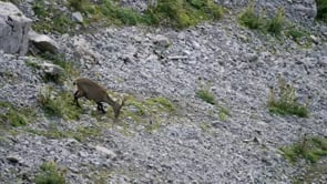 Steinbock Safari
