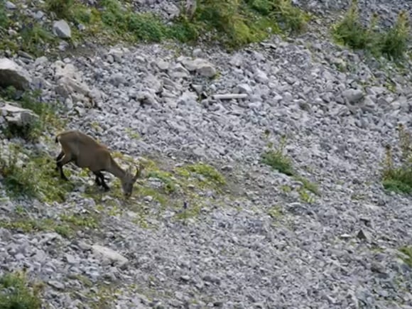 Steinbock Safari