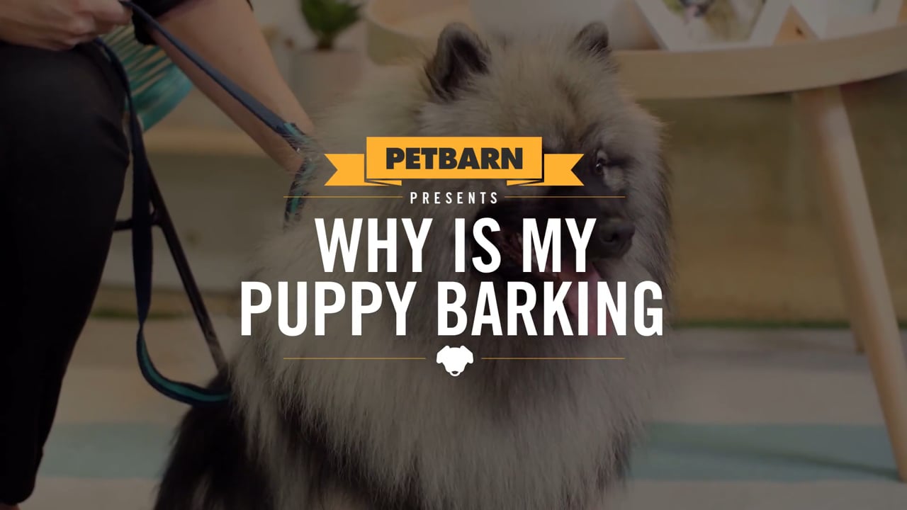 Petbarn presents- Why is my puppy barking-
