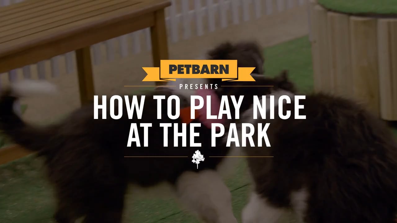 Petbarn presents- Training your puppy to play nice at the park