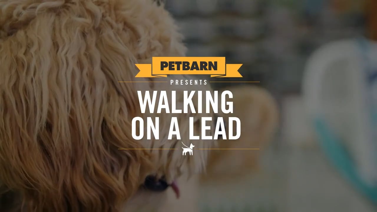 Petbarn presents- Walking your puppy on a lead