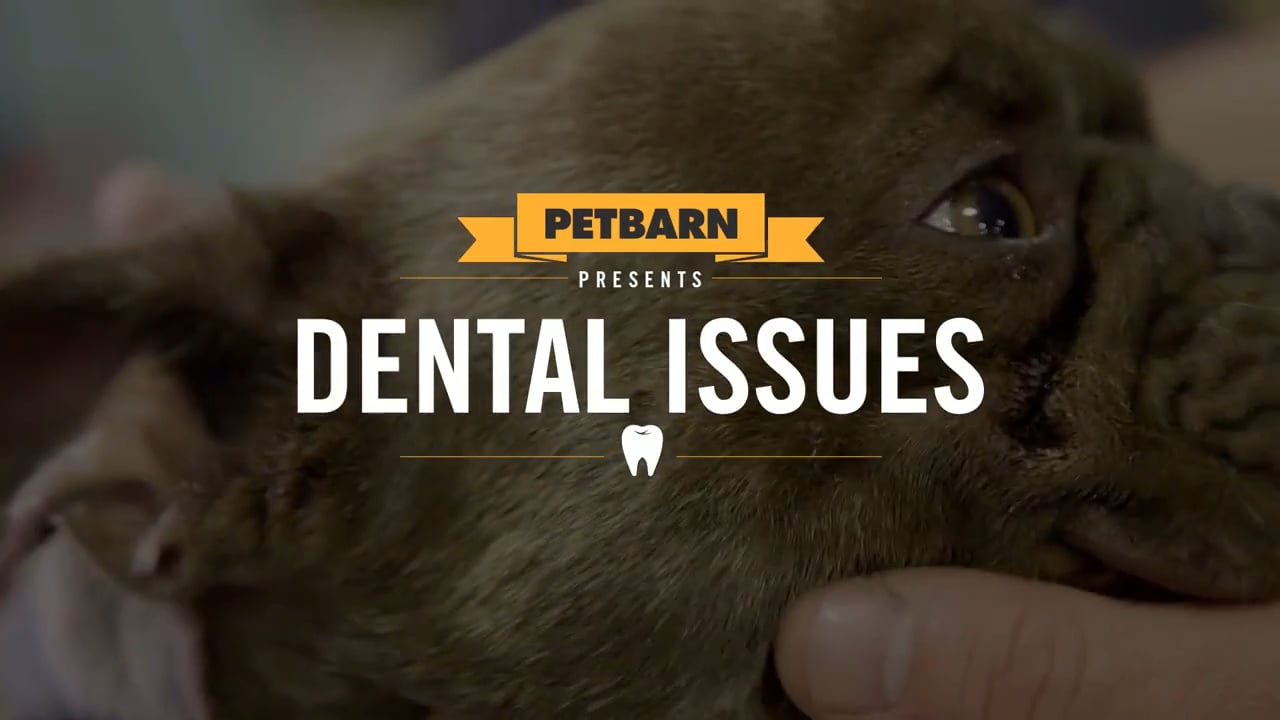 Petbarn presents- Checking your dog for dental issues