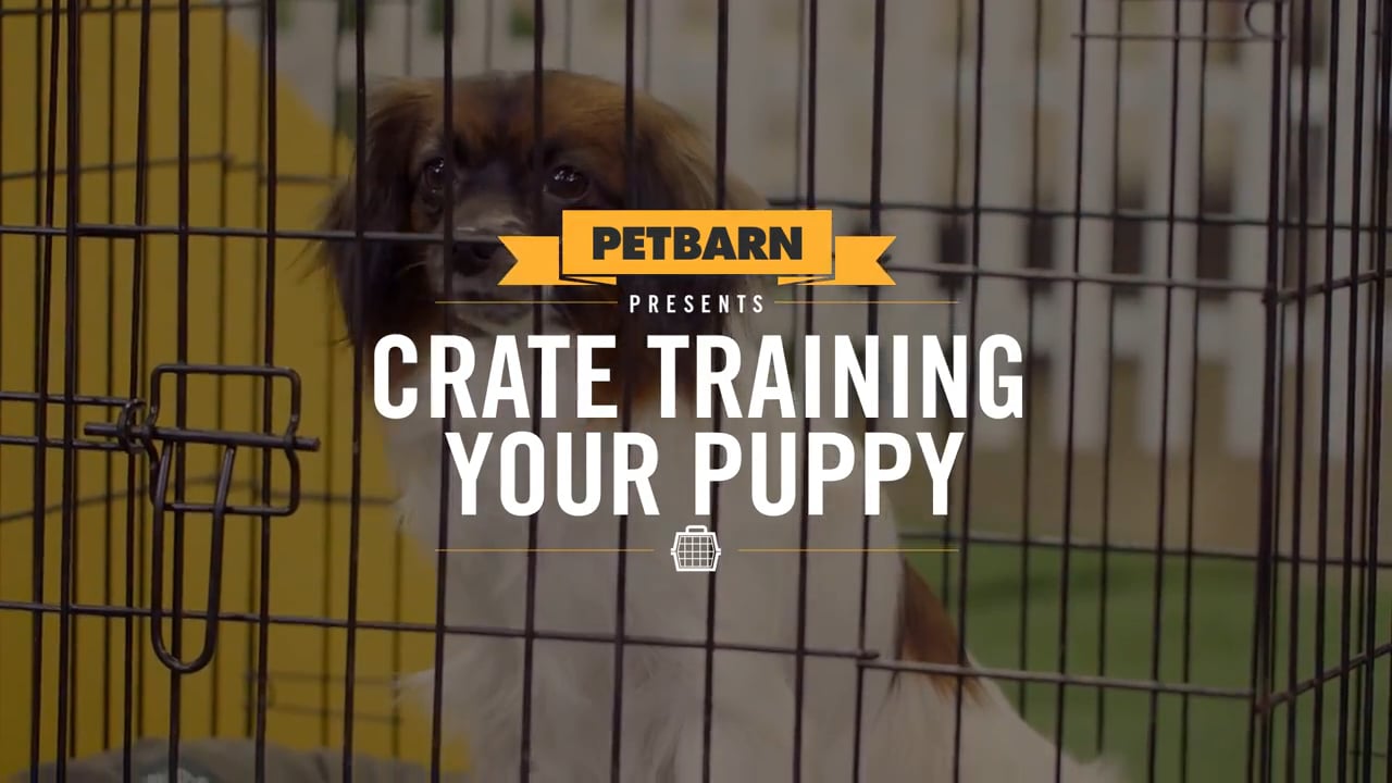 Petbarn hellofuture.tv