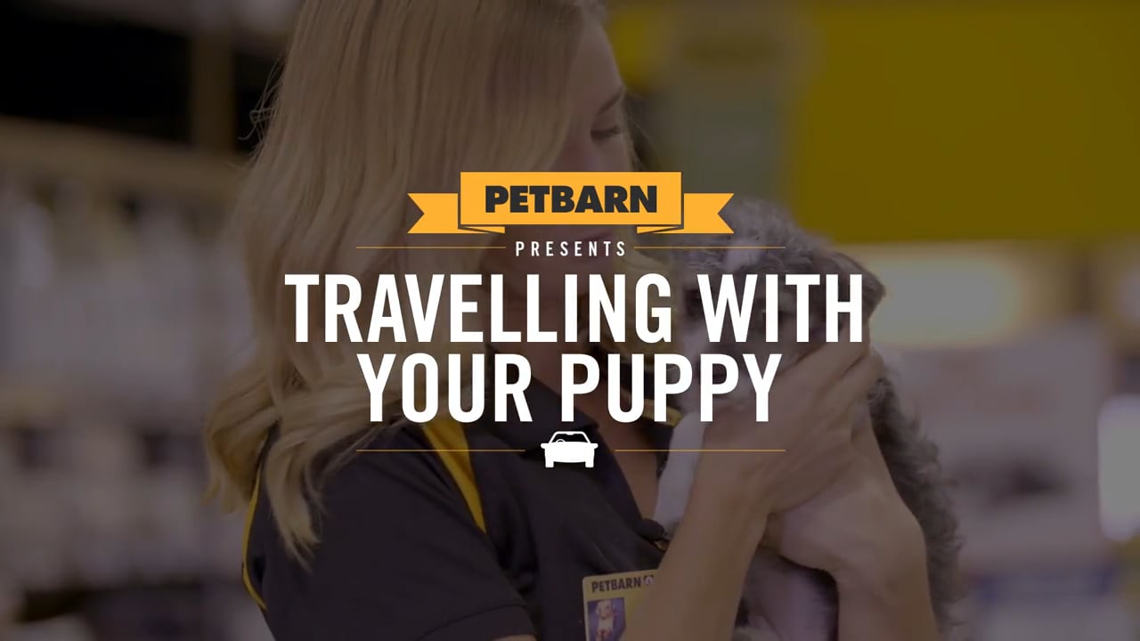 Petbarn presents- Travelling with your puppy