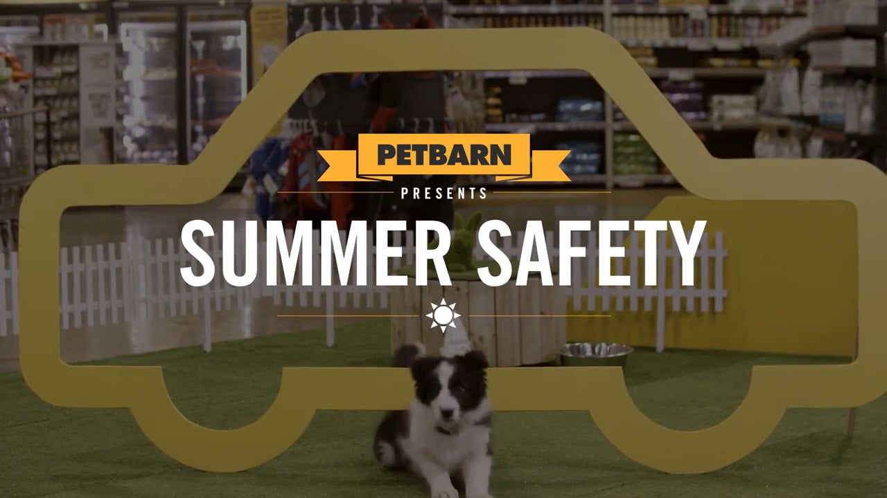 Petbarn presents- Keeping your dog safe in summer