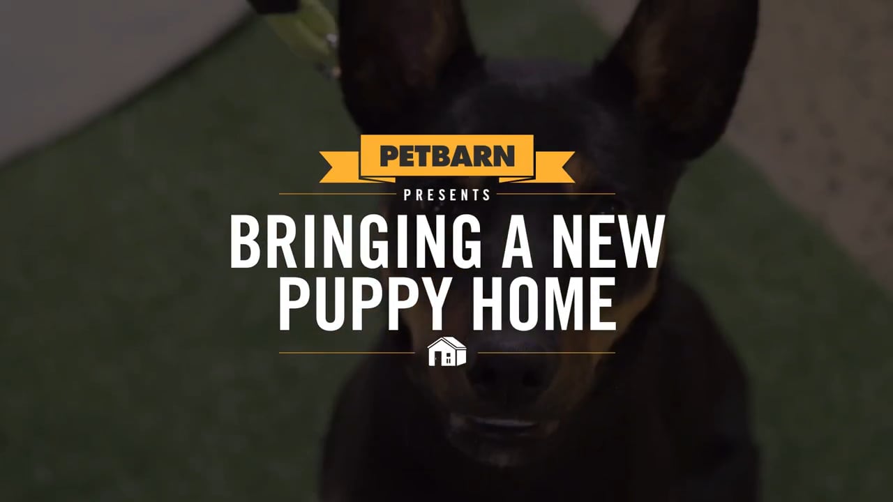 Petbarn presents- Bringing a new puppy home