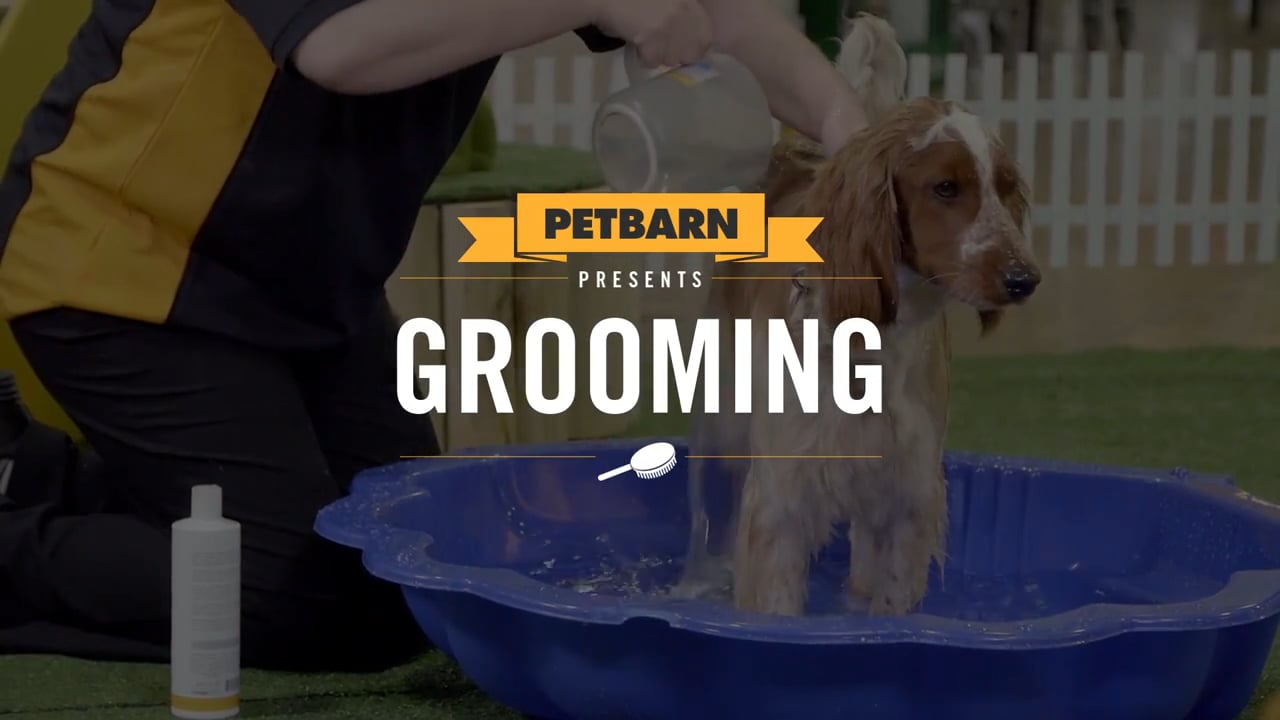Petbarn presents- How to groom your dog