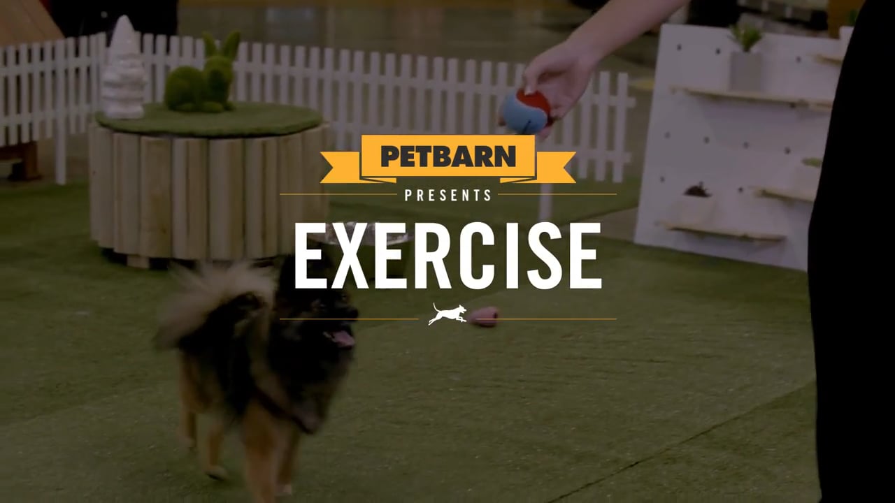 Petbarn presents- Exercising your dog