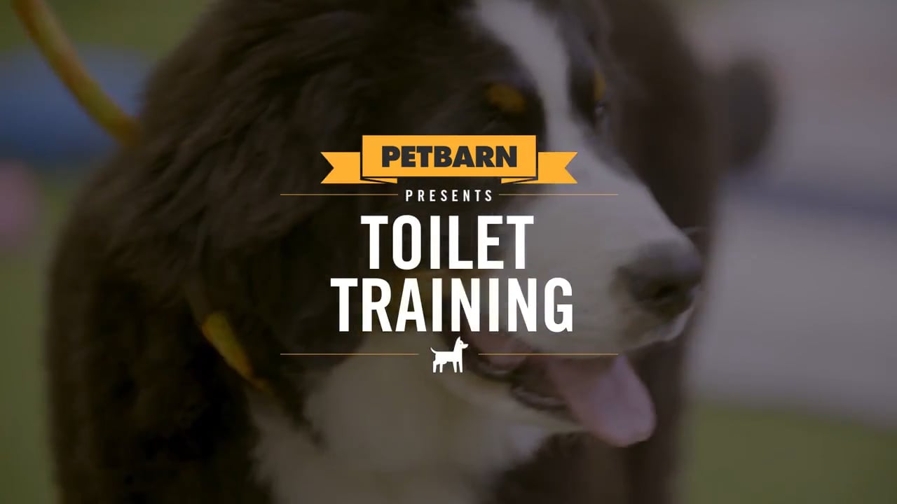 Petbarn presents- Toilet training your puppy