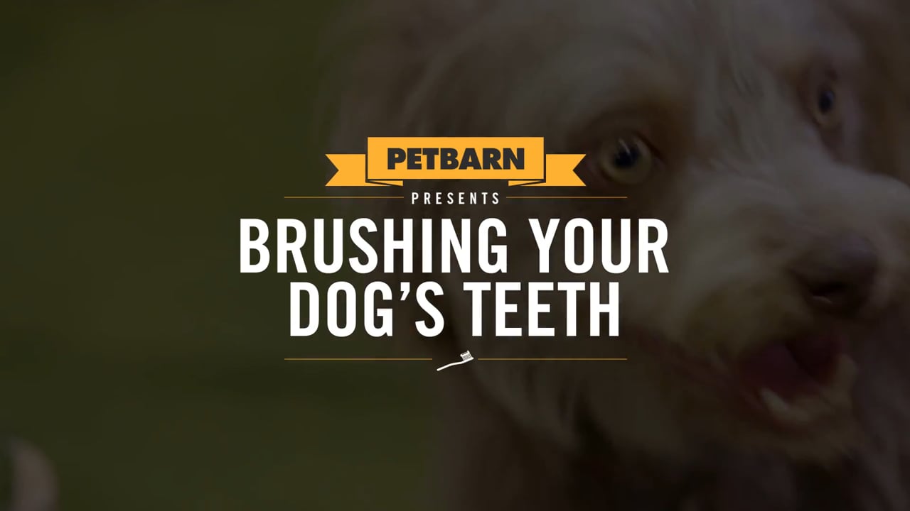 Petbarn presents- How to brush your dog’s teeth