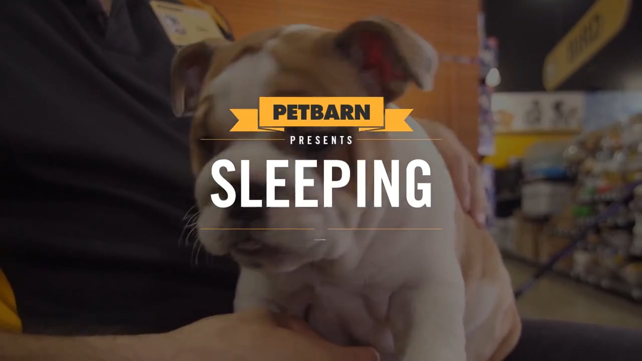 Petbarn presents- Your puppy’s sleep space
