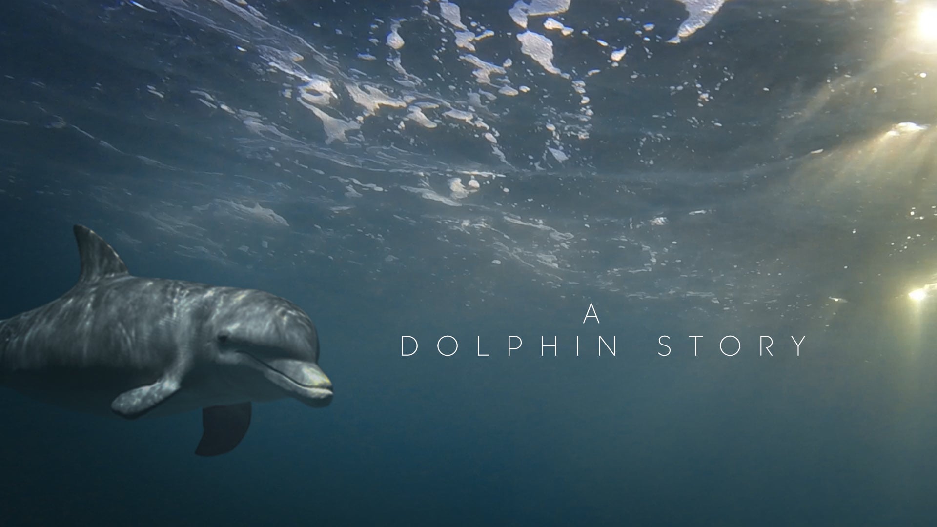 A DOLPHIN STORY - Documentary