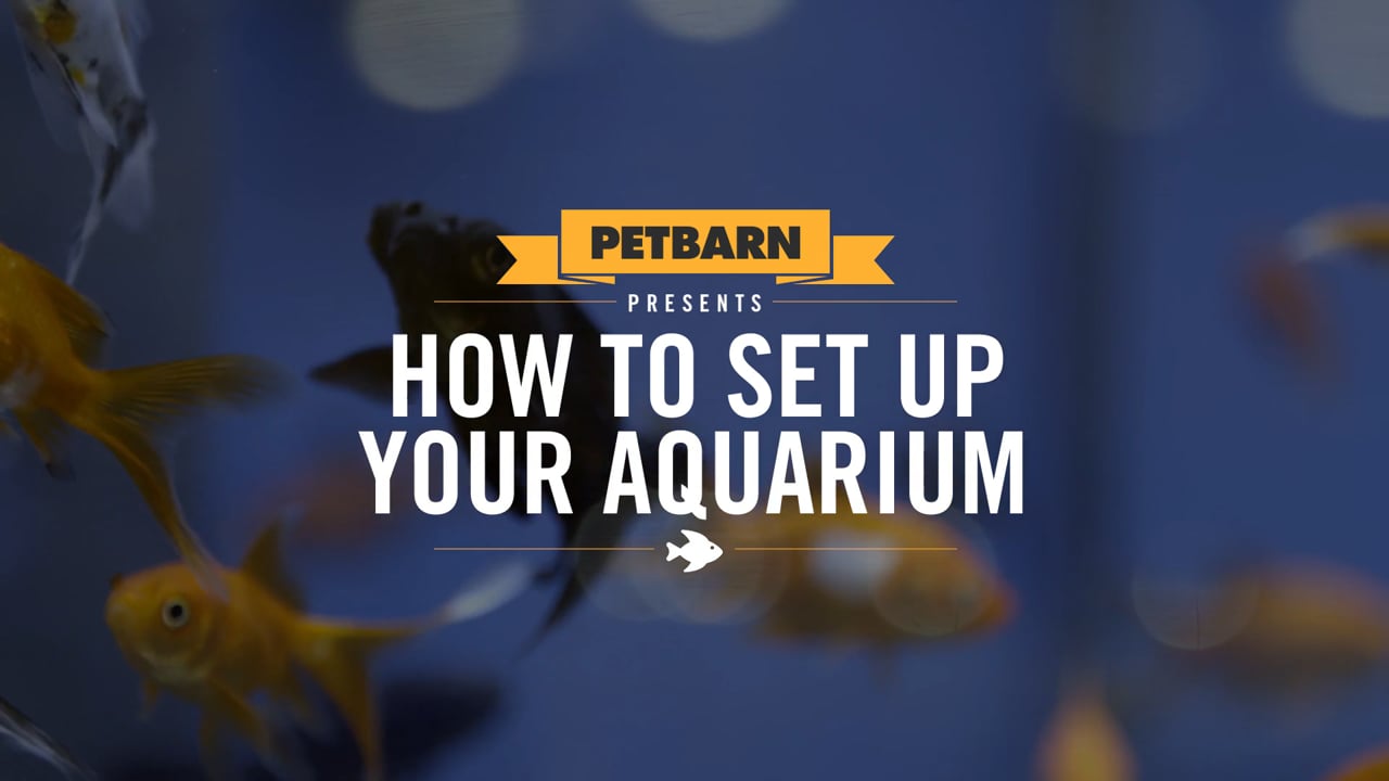 Petbarn. How to set up for fish