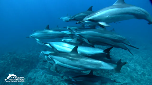 NO57.大人の為のイルカᒼᑋªⁿ❤︎*キャンドル❤ NO57.大人の為のイルカᒼᑋªⁿ❤︎*キャンドル❤