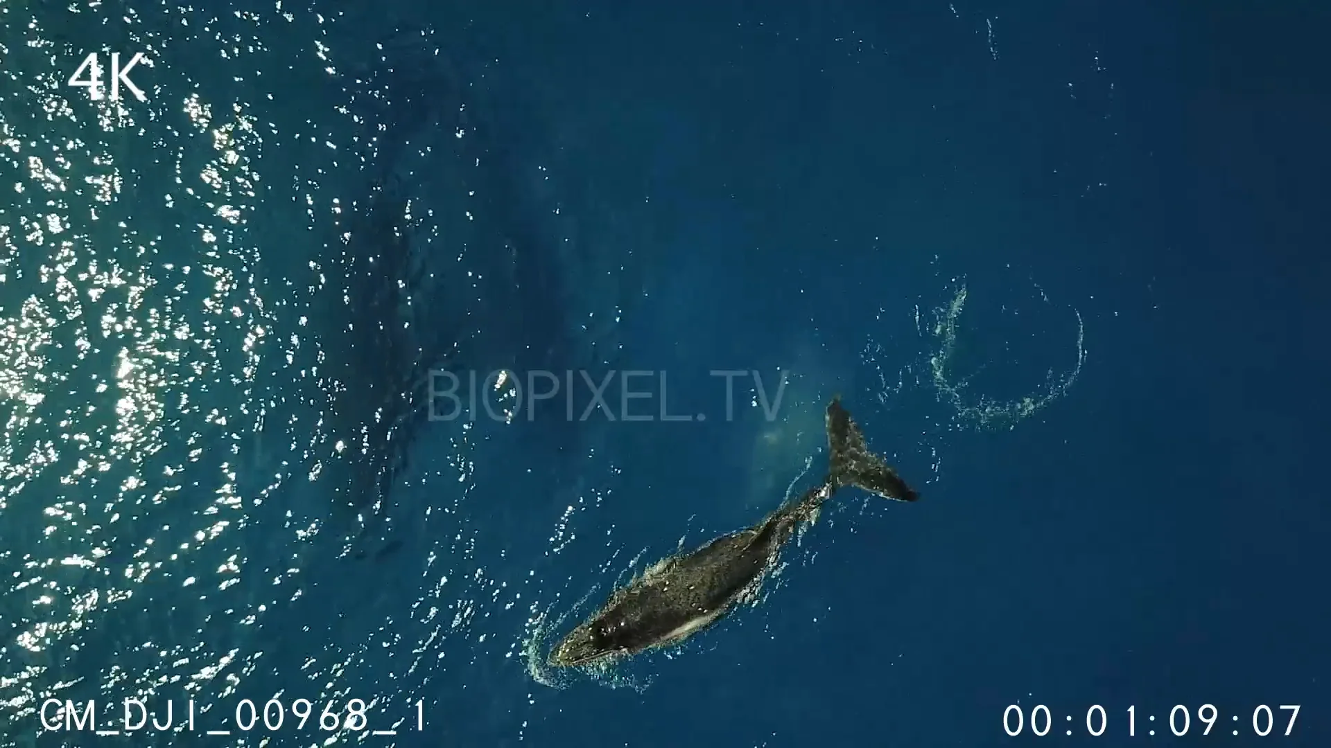 4K Baby Animals - Aerial - Humpback mother and calf surfacing 4K on Vimeo