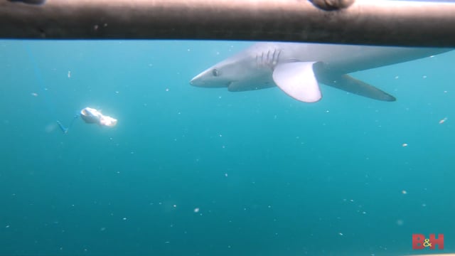 Shark Cage Diving w/ GoPro