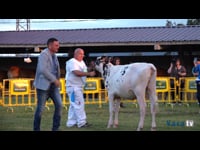 Campeonato de terneras y novillas