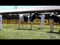 Vacas de 24 a 30 meses