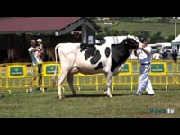 Vacas de 30 a 36 meses
