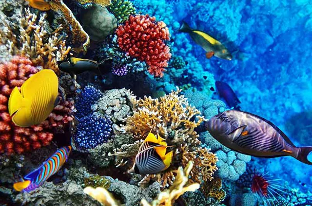 Who Lives On a Coral Reef? – A Virtual Field Trip