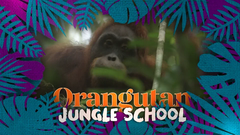 Orangutan Jungle School Ep 1 (2018) | Videos & Movies on Vimeo