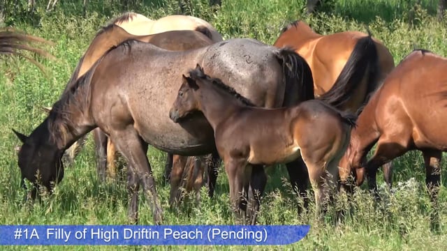 Lot #1A - Filly of High Driftin Peach