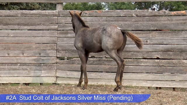 Lot #2A - Stud Colt of Jacksons Silver Miss