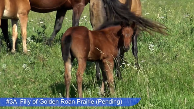 Lot #3A - Filly of Golden Roan Prairie