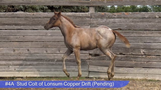 Lot #4A - Stud Colt of Lonsum Copper Drift