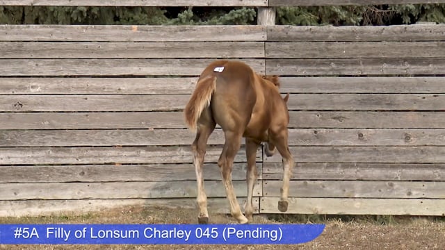 Lot #5A - Filly of Lonsum Charley 045