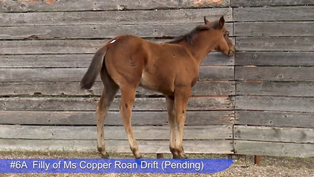 Lot #6A - Filly of Ms Copper Roan Drift