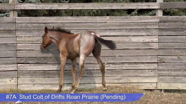 Lot #7A - Stud Colt of Drifts Roan Prairie