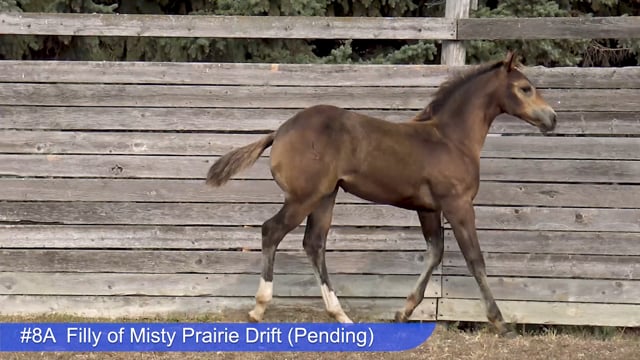 Lot #8A - Filly of Misty Prairie Drift