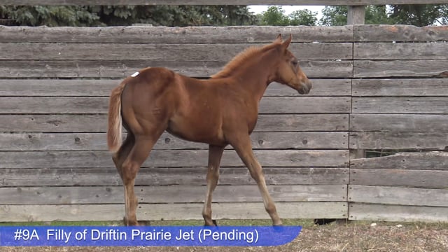 Lot #9A - Filly of Drifting Prairie Jet