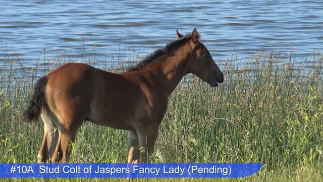 Lot #10A - Stud Colt of Jaspers Fancy Lady