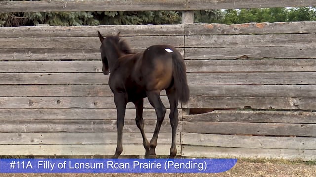 Lot #11A - Filly of Lonsum Roan Prairie