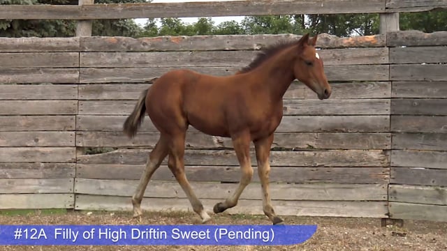 Lot #12A - Filly of High Dritin Sweet