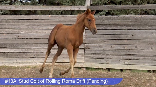 Lot #13A - Stud Colt of Rolling Roma Drift