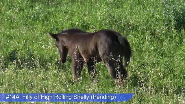Lot #14A - Filly of High Rolling Shelly