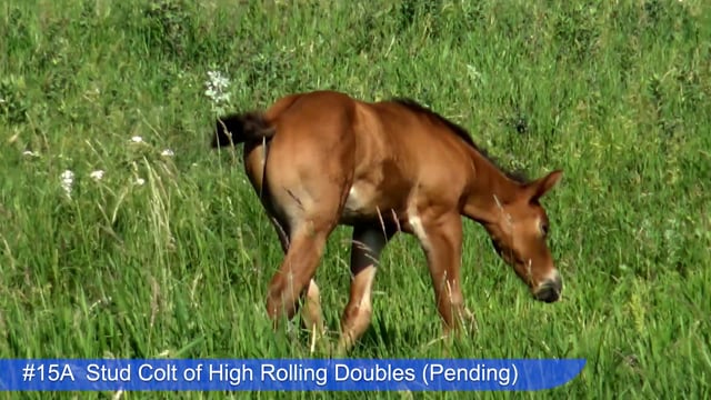 Lot #15A - Stud Colt of High Rolling Doubles