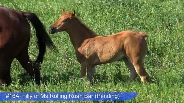 Lot #16A - Filly of Ms Rolling Roan Bar