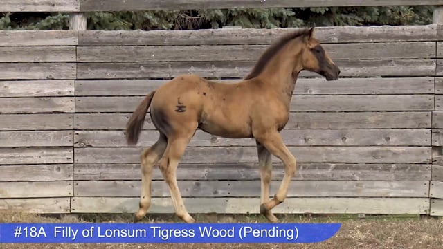 Lot #18A - Filly of Lonsum Tigress Wood