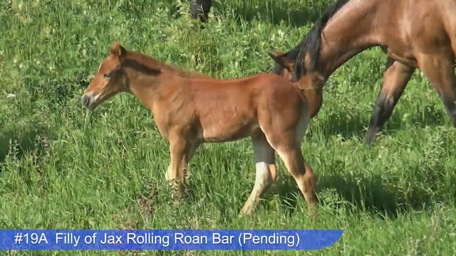 Lot #19A - Filly of Jax Rolling Roan Bar