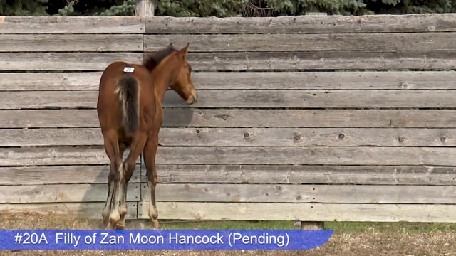 Lot #20A - Filly of Zan Moon Hancock