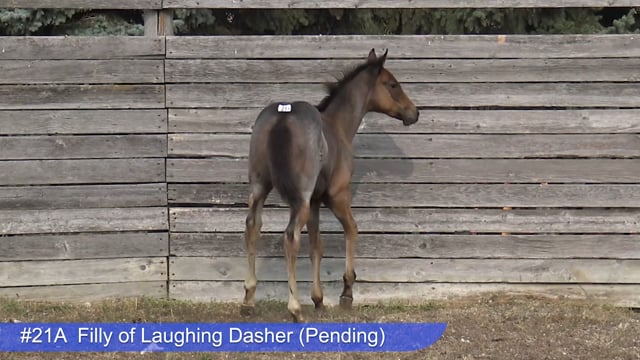 Lot #21A - Filly of Laughing Dasher