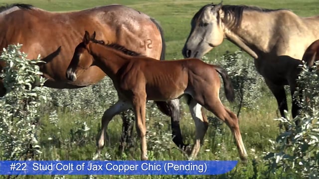 Lot #22 - Stud Colt of Jax Copper Chic